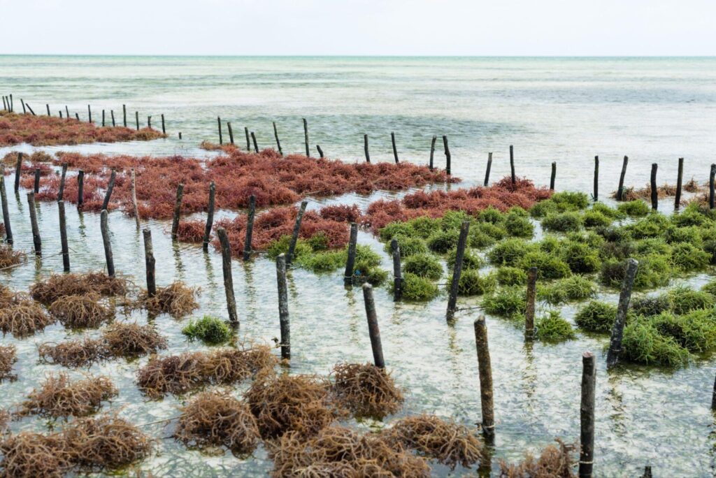 Turning a decommissioning liability into a green revenue stream